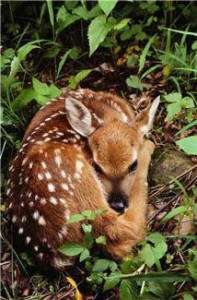 Injured Deer