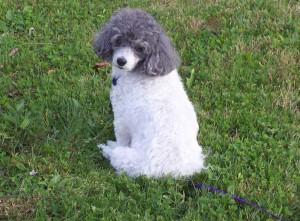 cute doggie
