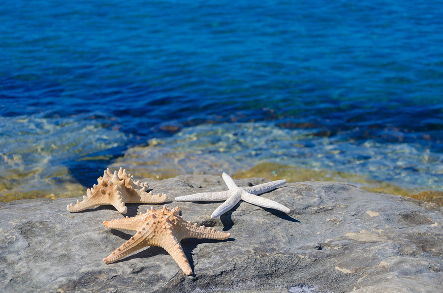 Three Starfish